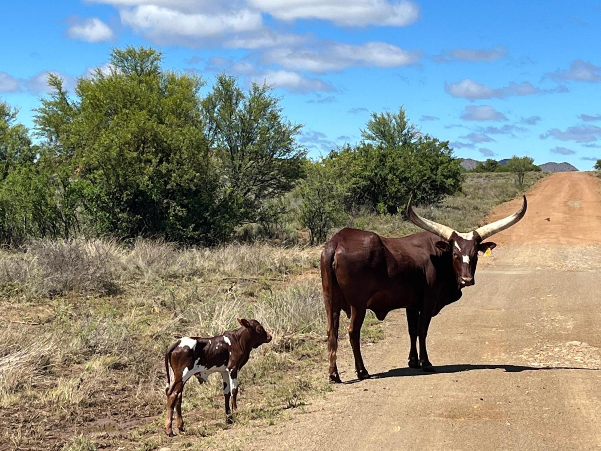 Tzamenkomst River Lodge Colesberg Dış mekan fotoğraf